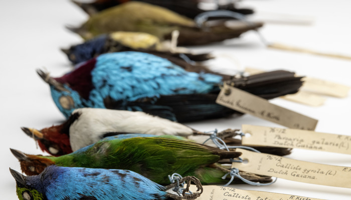 Photograph of the Robert Kirke bird skins, 1876.12% © CSG CIC Glasgow Museums Collection