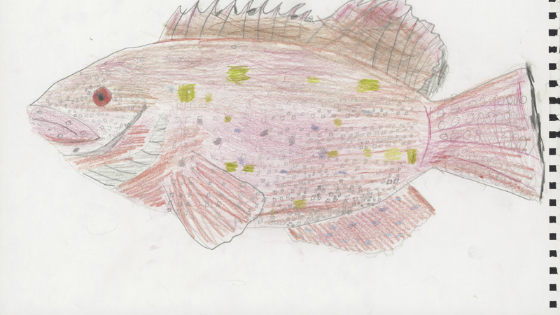pencil drawing of red fish